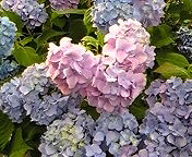ハートの紫陽花の画像（1枚目）