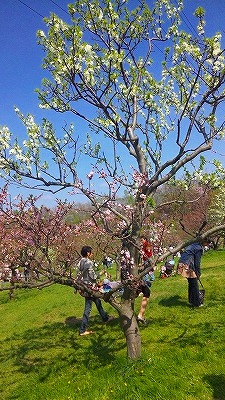 梅林公園にての画像（1枚目）