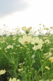 yellow cosmos