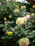幸せの黄色いバラ
