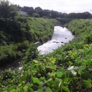 「鶴見川」【クリンスイ】～水のある風景～　写真テーマ「きれいな水」の投稿画像