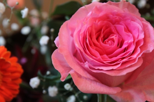 Pink Roseの画像（1枚目）
