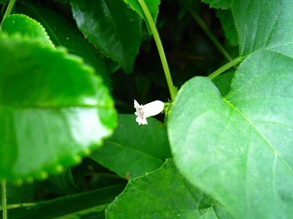 都心の道端で見つけたお花の画像（1枚目）