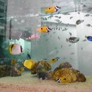 「イキイキ熱帯魚」【クリンスイ】～水のある風景～　写真テーマ「きれいな水」の投稿画像
