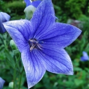 「日本の青」【アンジェ】11周年記念！お花画像の投稿で、大ヒットキッチンアイテムプレゼント♪の投稿画像