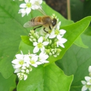 「ミツバチがそばにいます。」【アンジェ】11周年記念！お花画像の投稿で、大ヒットキッチンアイテムプレゼント♪の投稿画像