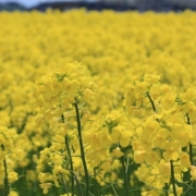 菜の花畑