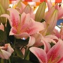 「ニースの華やかさにピッタリ♪」お花画像の投稿で、フラワーエッセンスの人気商品をプレゼント！の投稿画像