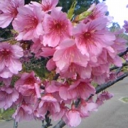 「桜」お花画像の投稿で、フラワーエッセンスの人気商品をプレゼント！の投稿画像