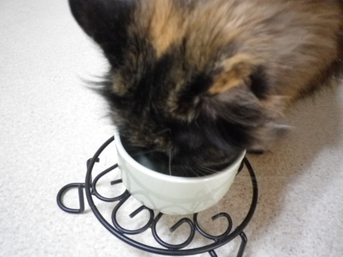 愛猫にもおいしい水の画像（1枚目）