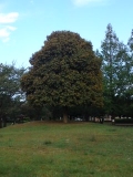 金木犀の巨木
