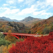 清里高原の秋、紅葉は真っ盛り！　