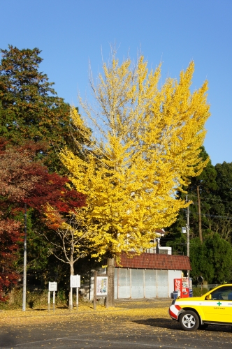 黄金色の画像（1枚目）