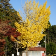 「黄金色」C1000と楽しもう！秋を感じる紅葉の写真大募集！の投稿画像