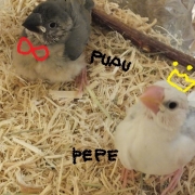 文鳥のpepeとpupu