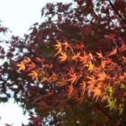 「双子の手と紅葉」C1000と楽しもう！秋を感じる紅葉の写真大募集！の投稿画像