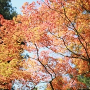 「紅」C1000と楽しもう！秋を感じる紅葉の写真大募集！の投稿画像