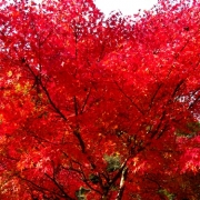 「真っ赤でした♪」C1000と楽しもう！秋を感じる紅葉の写真大募集！の投稿画像