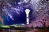 「五稜郭タワー夜桜」の画像（1枚目）