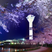 五稜郭タワー夜桜