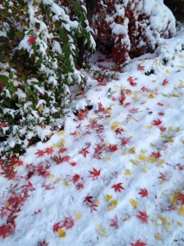初冬の紅葉の画像（1枚目）