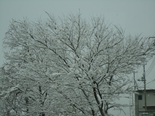 静岡でも雪の画像（1枚目）