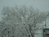 「静岡でも雪」の画像（1枚目）
