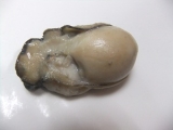口コミ：言葉では伝えられない！、厚岸産「生」牡蠣のおいしさの画像（4枚目）
