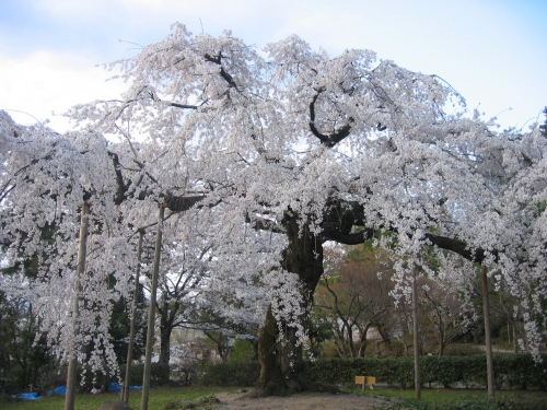 げんきな桜の画像（1枚目）