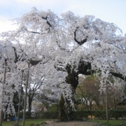 げんきな桜