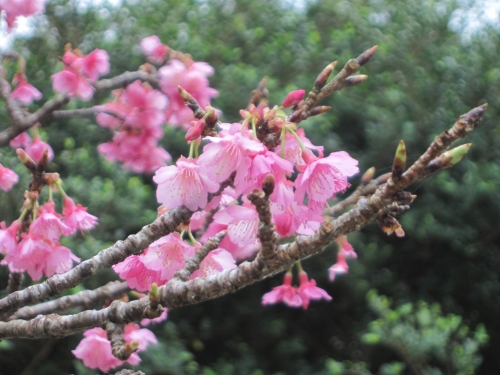 2012年の初桜の画像（1枚目）