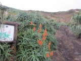 八丈島の冬の花