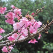 今年の初桜