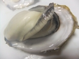口コミ：圧巻！中嶋さんの殻付き牡蠣の画像（5枚目）