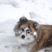 雪でもへっちゃら