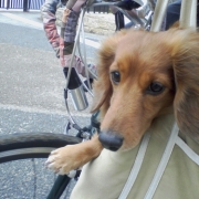 カンガルー状態で自転車散歩