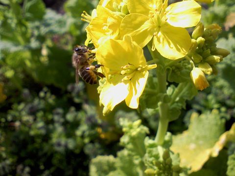 アブラナにミツバチの画像（1枚目）
