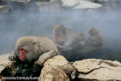 お猿も温泉でポカポカ♪の画像（1枚目）