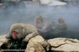 お猿も温泉でポカポカ♪
