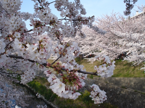 山崎川の桜の画像（1枚目）