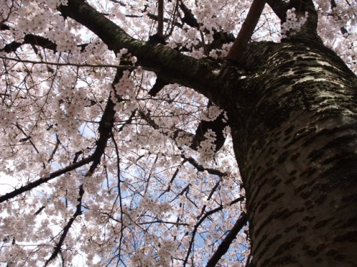 桜満開の画像（1枚目）