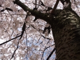 「桜満開」の画像（1枚目）