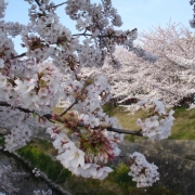 山崎川の桜