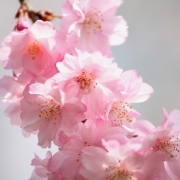 八重桜