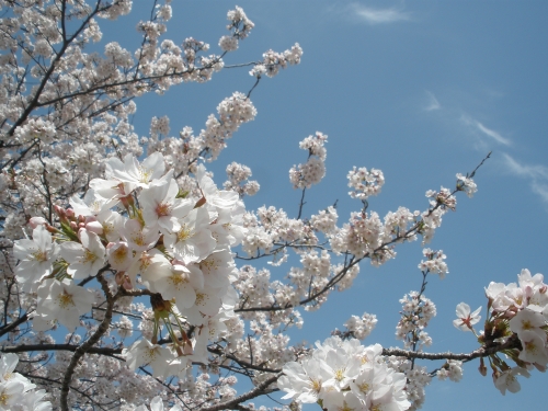 満開だよ～さくらの画像（1枚目）