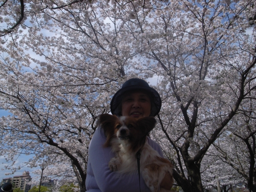 満開の桜と青空の下の画像（1枚目）