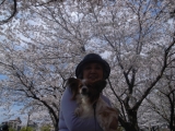 「満開の桜と青空の下」の画像（1枚目）
