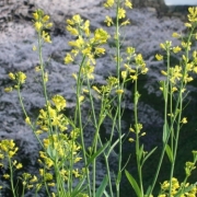 北の丸公園　菜の花と桜