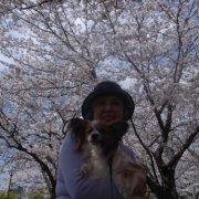 満開の桜と青空の下