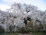 「桜」の画像（1枚目）